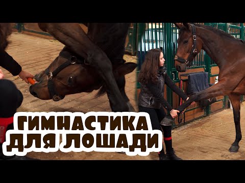Видео: Гимнастика для лошадей. Язык лошадей.