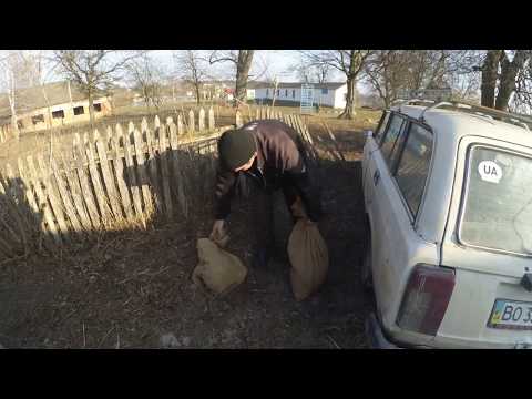 Видео: Як ми в'єтнамців купували... ( свиней- в'єтнамців ) .  ВИРОЩУВАННЯ СВИНЕЙ.