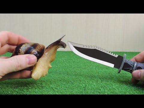 Видео: УЛИТКА АХАТИНА  ЧТО БУДЕТ, ЕСЛИ УЛИТКА ПРОПОЛЗЁТ ПО ЛЕЗВИЮ!!!