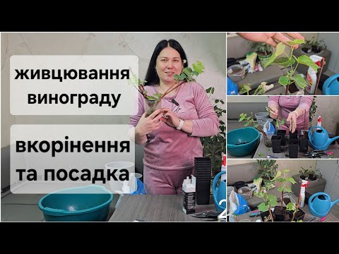 Видео: Живці винограду Ізабелла. Мій досвід вкорінення. частина 1.