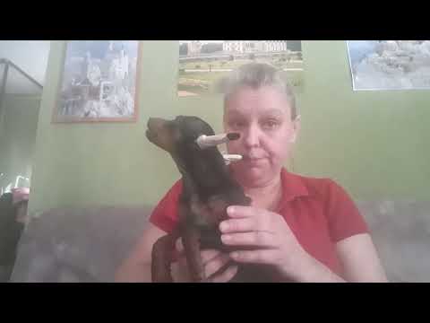 Видео: Ставим уши цвергпинчеру.