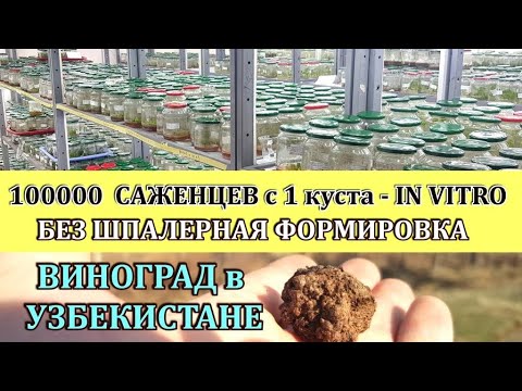Видео: БЕЗ ШПАЛЕРНАЯ ФОРМИРОВКА ВИНОГРАДА -УЗБЕКИСТАН.100000 САЖЕНЦЕВ С 1 КУСТА. РОЗЫГРЫШ ВИНОГРАД ТАЛДУН.
