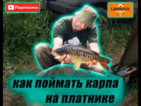 Видео: Тактика ловли карпа на платном пруду.