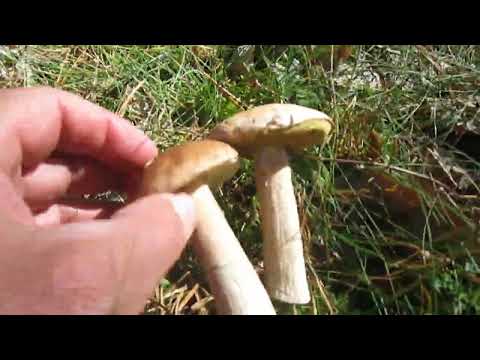 Видео: Как я за грибами в пущу ездил