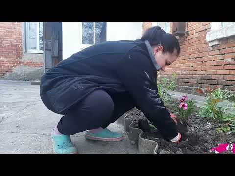 Видео: огород посадили