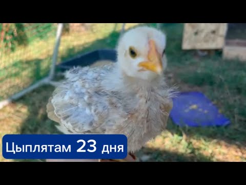 Видео: Цыплятам 23 дня. Вареная кукуруза на обед. 