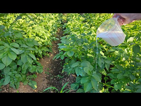 Видео: Не дайте картофелю заболеть – полейте его этой жидкостью