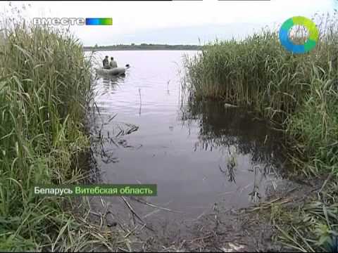 Видео: Истребление бакланов в Беларуси. Эфир 24.06.2012