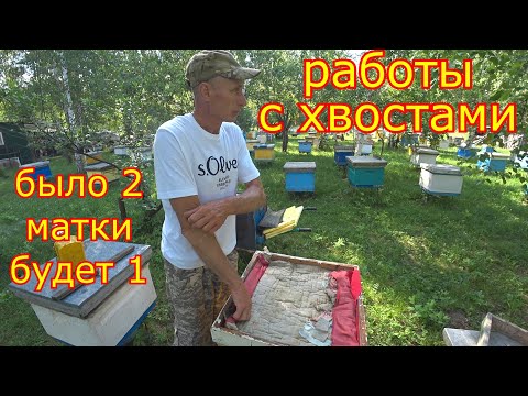 Видео: РАБОТЫ с ХВОСТАМИ!!!  ОБЪЕДИНЕНИЕ и РАСШИРЕНИЕ! Оставляем одну матку.