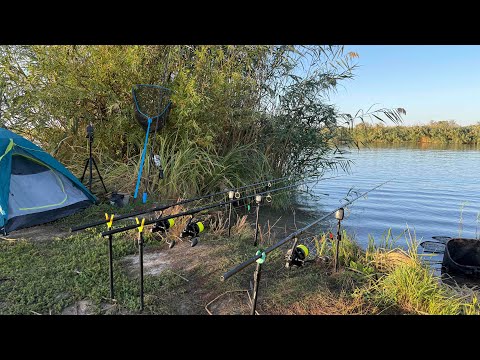 Видео: Ловля САЗАНА на річці. Осіння риболовля на Дністрі. Ночую у наметі