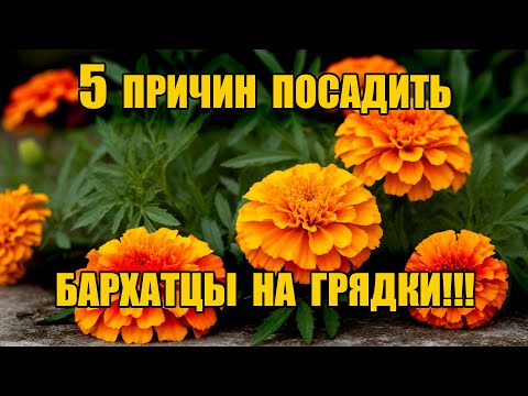Видео: МНОГО ЛЕТ ДЕЛАЮ ТАК - ДЕЛЮСЬ ПРОВЕРЕННОЙ СХЕМОЙ - НЕ ПРОПУСТИ