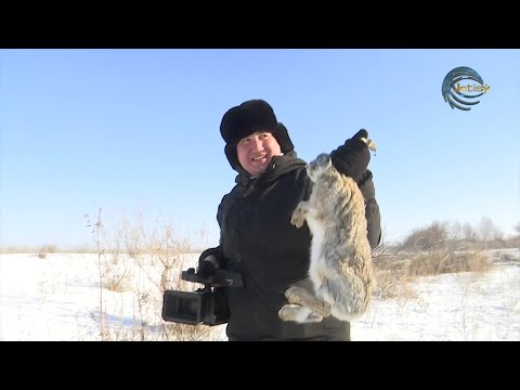 Видео: ҚОЯН - АҢШЫЛЫҚ / ОЛЖА / 08.01.2023