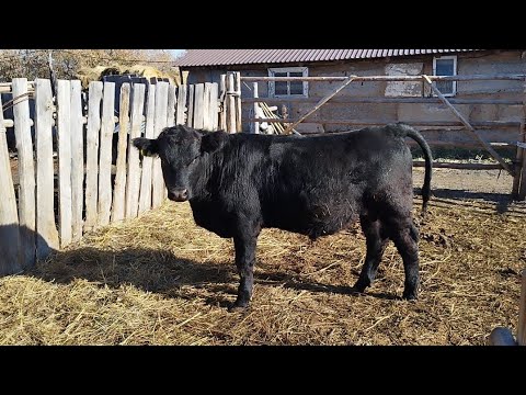 Видео: Ауыл тынысы.Ангус бұқа,сұрақтарға жауап.