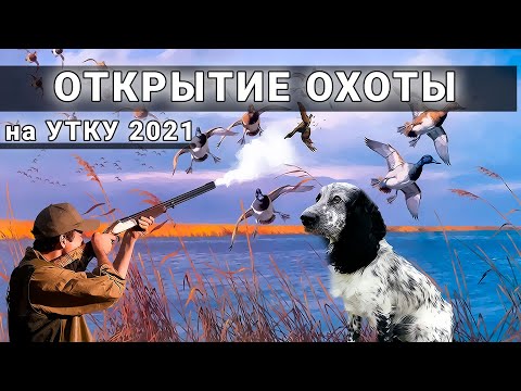 Видео: Лучшее ОТКРЫТИЕ ОХОТЫ на УТКУ в моей жизни. ТАКОГО Я ЕЩЁ НЕ ВИДЕЛ!