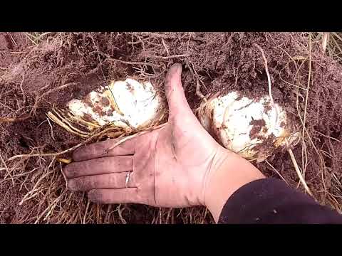 Видео: Лилия. Огромные луковицы при пересадке. Вы такое видели?