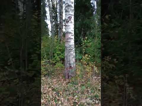 Видео: 01.10.25 Вечёрка. Сибирский Народный хор 😁😍🔥