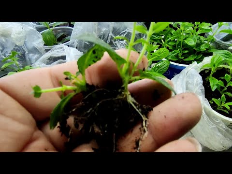 Видео: 100% результат укоренения метельчатой гортензии🌿Еще не поздно попробовать‼️