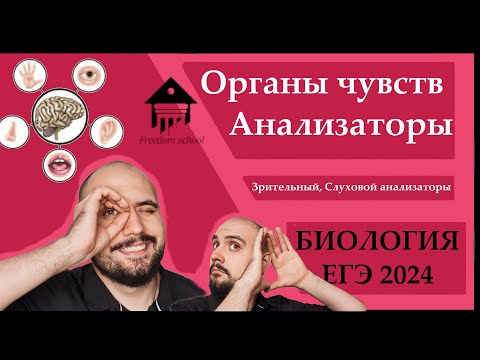 Видео: Органы чувств - Строение ГЛАЗА и УХА для ЕГЭ 2024 |ЕГЭ БИОЛОГИЯ|Freedom|