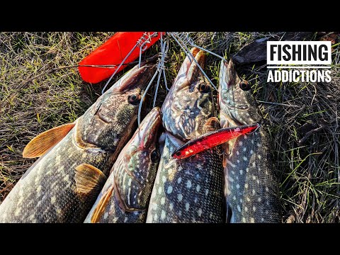 Видео: Жор щуки в листопаді на воблер DUO realis jerkbait 120sp.