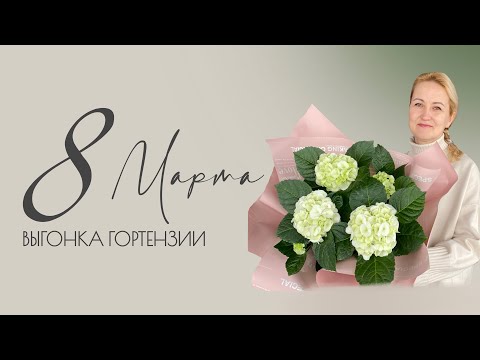 Видео: ИТОГИ ВЫГОНКИ ГОРТЕНЗИИ К 8 МАРТА | Мой первый опыт | НОВИНКИ