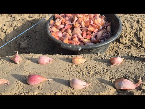 Видео: Саримсоқ ( Chesnok ) экиш сирлари 5-Қисм  #bobodexqonlar 