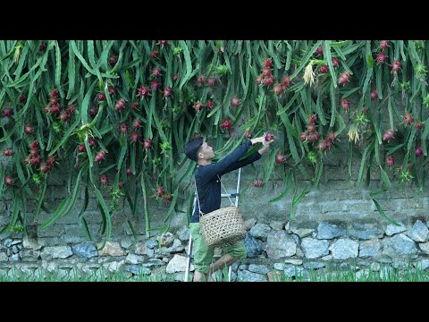Видео: Урожай драконьего фрукта для продажи на рынке, заработка строительство нового дома, жизни на природе