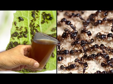 Видео: ҚҰМЫРСҚАЛАР ОСЫДАН ҒАНА ҚОРҚАДЫ! ТЛЯ МҮЛДЕМ ЖОҚ БОЛЫП КЕТЕДІ!