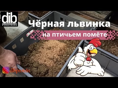 Видео: Выращивание львинки на курином помёте