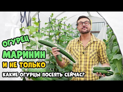 Видео: Огурец в честь Рыкалиной, какой он? 6 огурцов, которые завалят урожаем.