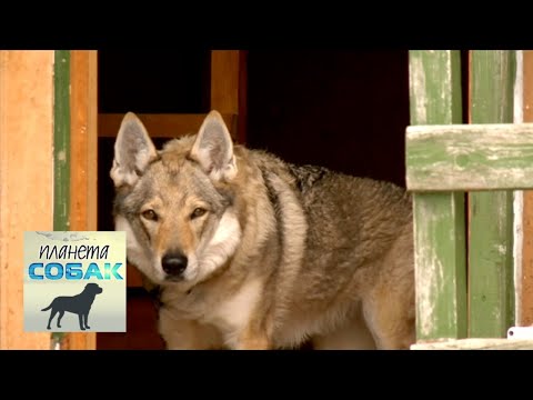 Видео: Чехословацкая волчья собака. Планета собак 🌏 Моя Планета