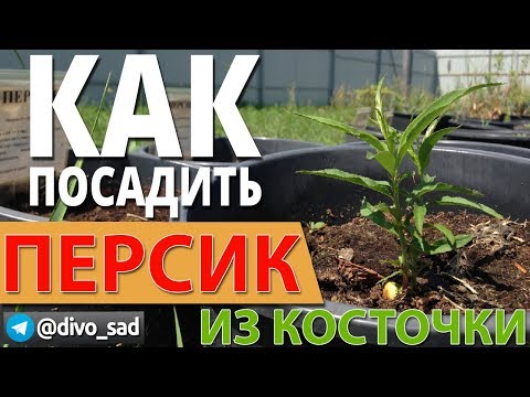 Видео: Как посадить персик из косточки? Как я это делаю.