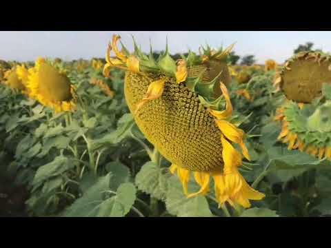 Видео: Уборка немецких гибридов подсолнечника - результаты