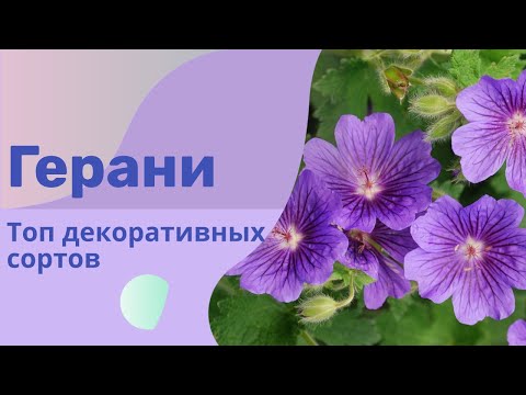 Видео: Герани. Рекомендации для теневых композиций