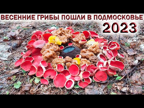 Видео: ❗СРОЧНО! ВЕСЕННИЕ ГРИБЫ ПОШЛИ В ПОДМОСКОВЬЕ🍄СТРОЧКИ и САРКОСЦИФА💥Колодец👉ОПАСНОСТЬ для ГРИБНИКА