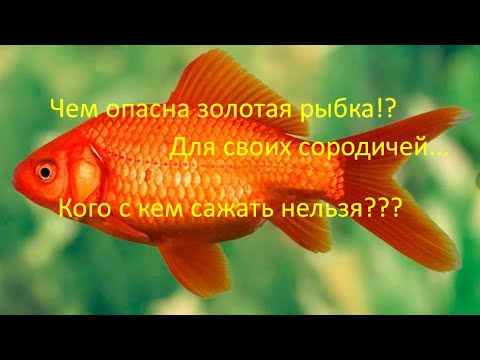 Видео: Не всех золотых рыбок можно содержать вместе!!!