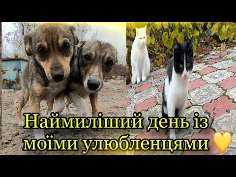 Видео: 🐾 Котики на деревах і весела прогулянка з песиками💕
