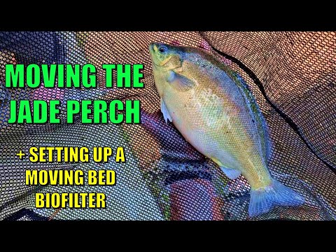 Видео: НОВАЯ система аквапоники ЗАВЕРШЕНА | Перемещение рыб и установка биофильтра с подвижным слоем