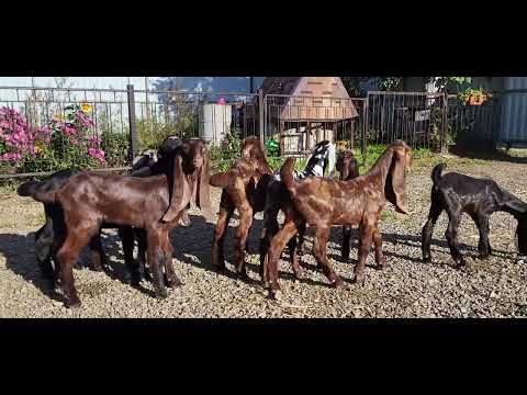 Видео: Камори козочки продаются.