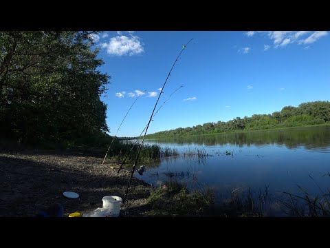 Видео: Рыбалка на Дону в Ростовской области на карася \Красивая природа.