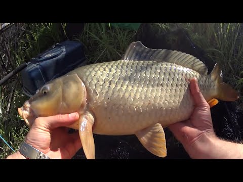 Видео: КАРПФИШИНГ В ДЕБРЯХ. Сигнализаторы СОШЛИ С УМА. Бешеные паровозы.
