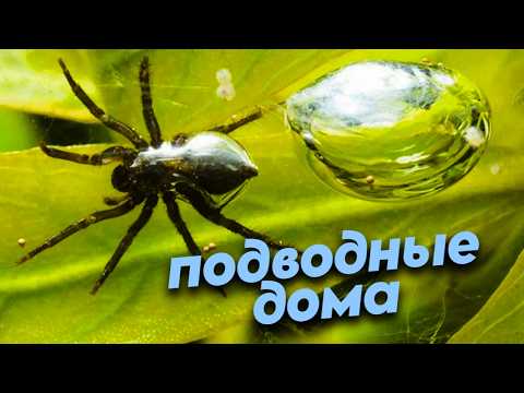Видео: Дом из воздуха, подводные гнезда и плотины. Строительные хитрости животных под водой