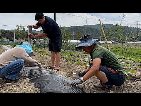 Видео: Деревенская жизнь (Посадка овощей и покраска дерева)