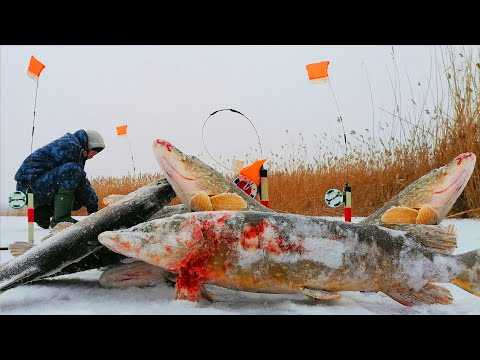 Видео: Поставили ЖЕРЛИЦЫ на ЩУКУ на СУТКИ и были в ШОКЕ  Сработки в каждой лунке