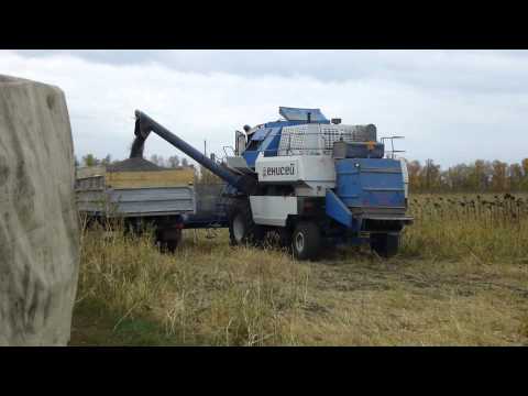 Видео: енисей 950 на уборке подсолнечника