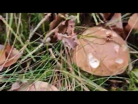 Видео: Грибний бум! Скільки грибів можна знайти за ранок?