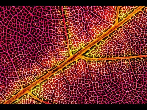 Видео: ОСЕННЯЯ ФОТОГРАФИЯ — Макрофотография подсвеченных листьев для абстрактной фотографии осени