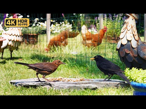 Видео: Кино Для кошек и собак 😸 Садовые птицы и дворовые куры 🐔 птички для кошек
