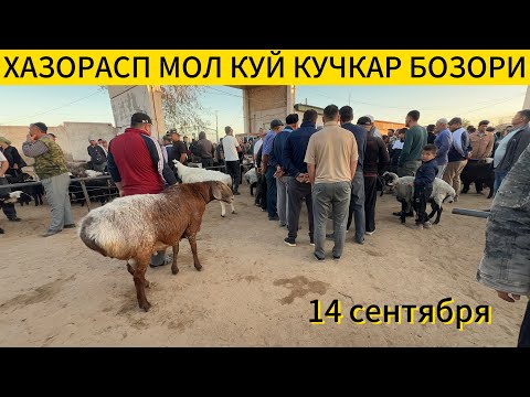 Видео: ХАЗОРАСП МОЛ КУЙ КУЧКАР БОЗОР НАРХЛАРИ 14 09 25г
