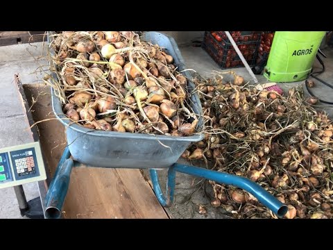 Видео: Цибуля з насіння. Як краще з саджанки чи з насіння, урожай і присєзд на вуха