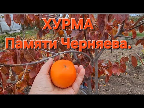 Видео: ХУРМА ПАМЯТИ ЧЕРНЯЕВА.
